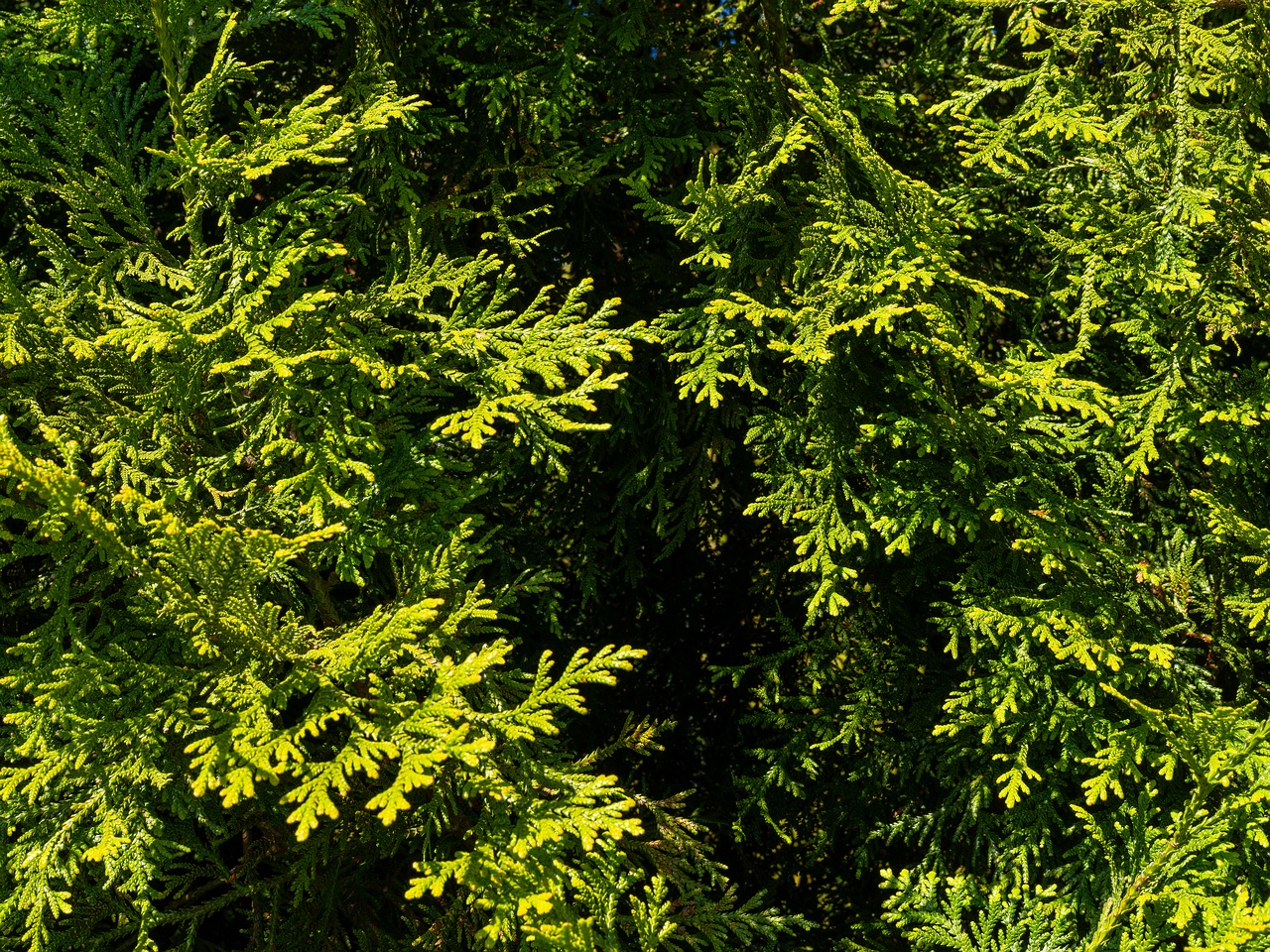 Thujopsis dolabrata _2025-06-01_1-1