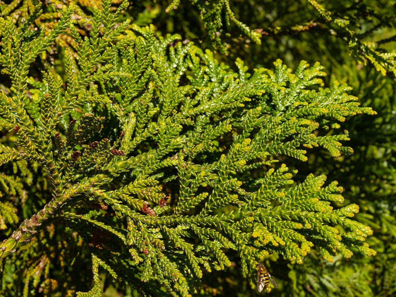Thujopsis dolabrata _2025-06-01_1-2