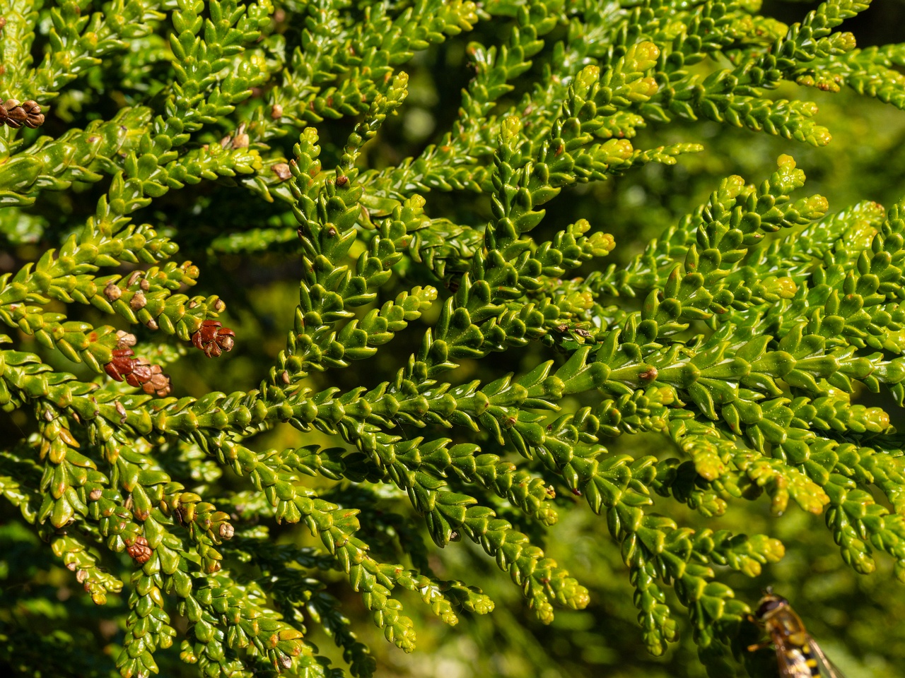 Thujopsis dolabrata _2025-06-01_1-3