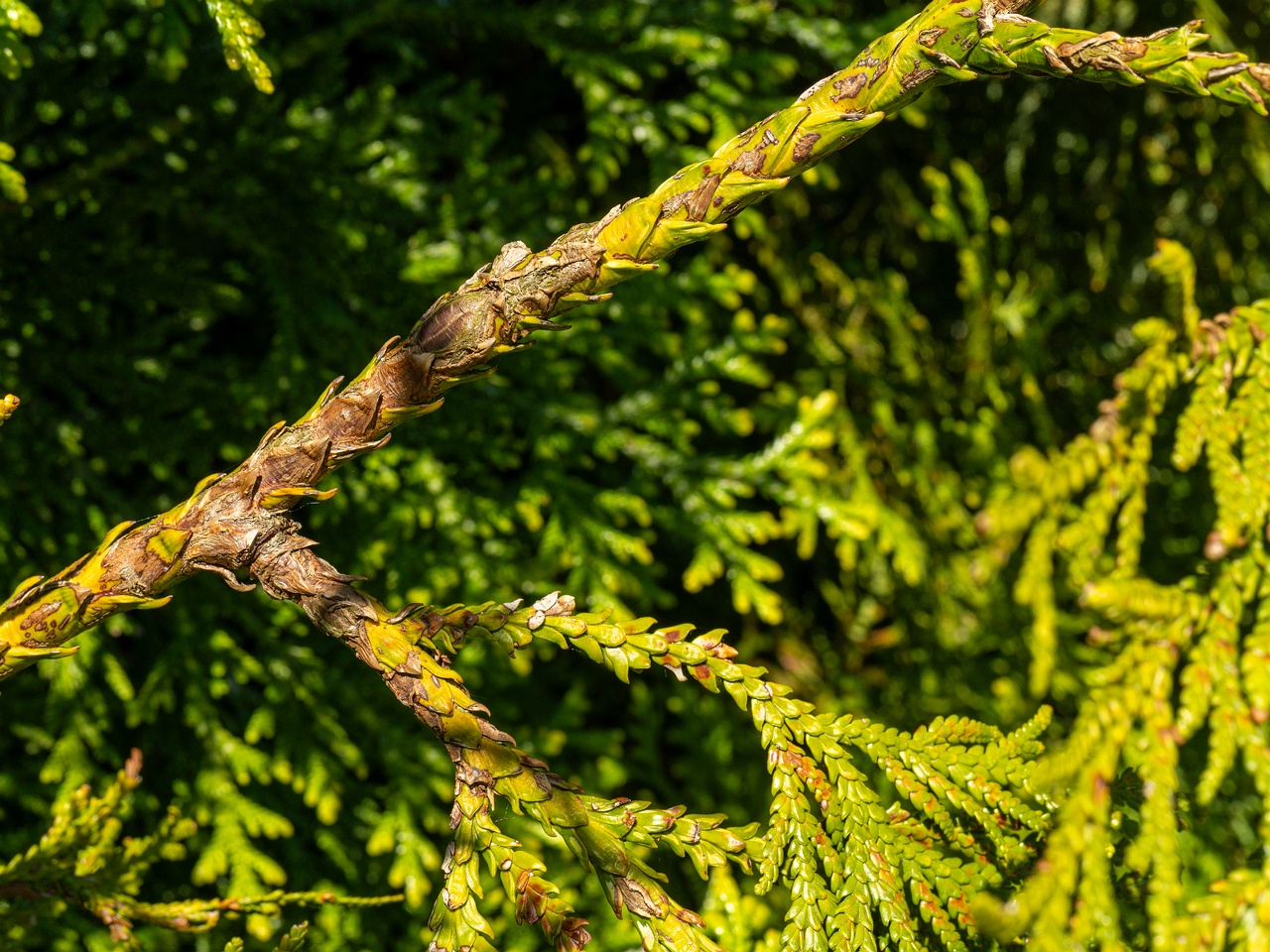 Thujopsis dolabrata _2025-06-01_1-4