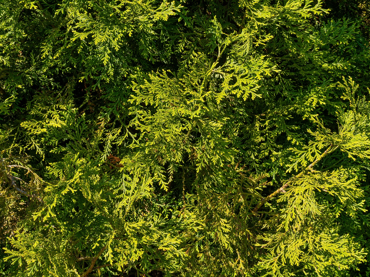 Thujopsis dolabrata _2025-06-01_1-5