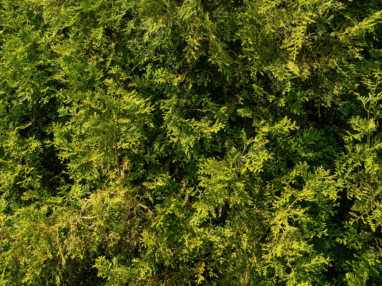 Thujopsis dolabrata _2025-06-01_1-6
