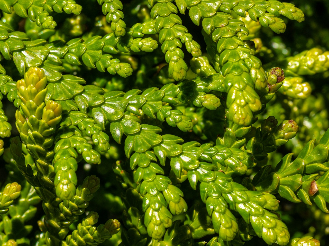 Thujopsis dolabrata _2025-06-01_1-7