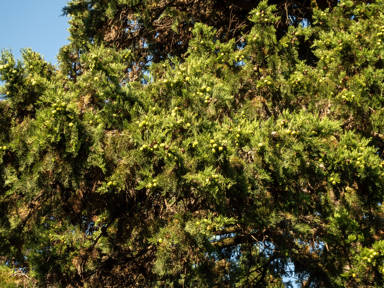Кипарис вечнозеленый - Cupressus sempervirens
