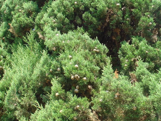Кипарис вечнозеленый - Cupressus sempervirens