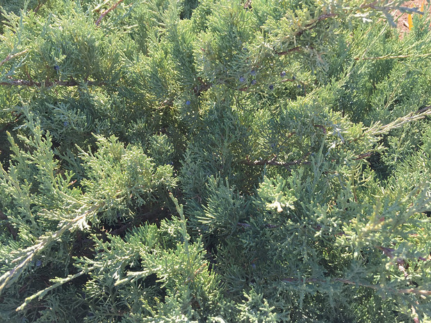 Можжевельник виргинский - Juniperus virginiana