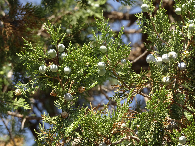 Можжевельник высокий - Juniperus excelsa