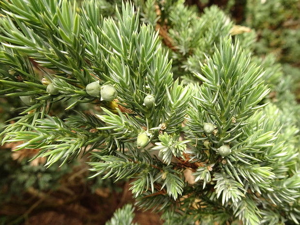 Можжевельник чешуйчатый 'Мейера' - Juniperus squamata 'Meyeri'