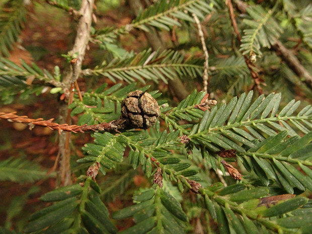 Секвойя вечнозелёная - Sequoia sempervirens