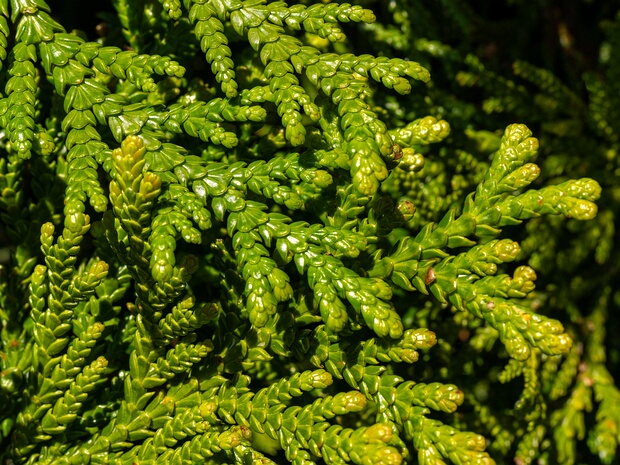 Туевик долотовидный - Thujopsis dolabrata