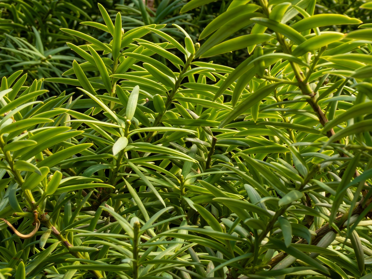 Podocarpus totara _2025-08-19_1-3