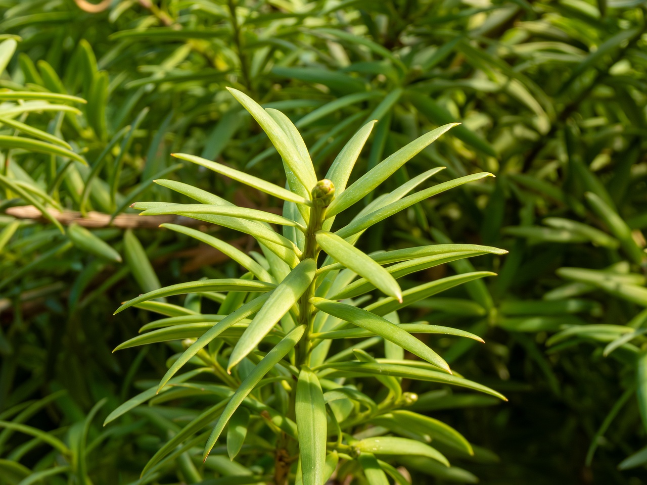 Podocarpus totara _2025-08-19_1-4
