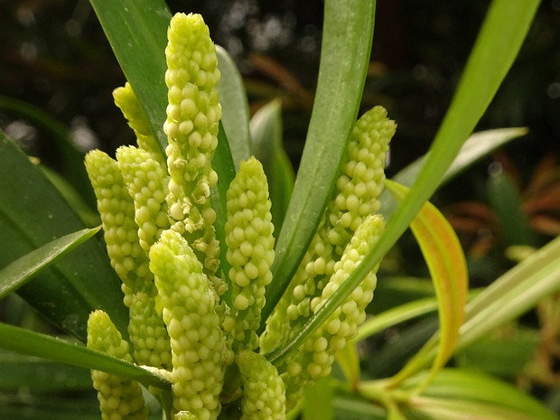 Подокарп олеандролистный - Podocarpus neriifolius