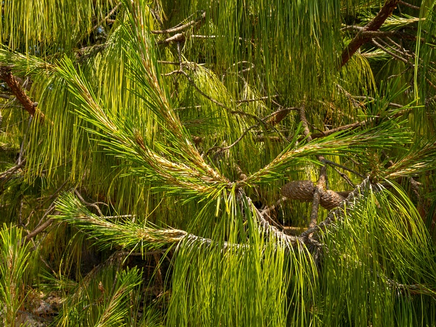 Сосна поникшая - Pinus patula