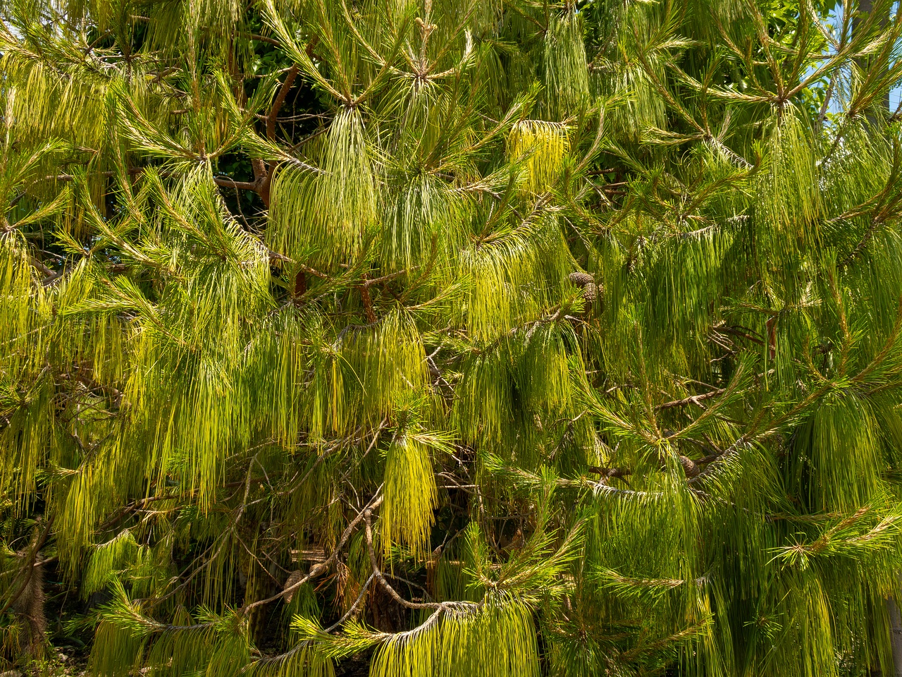 Pinus patula _2025-05-13_1-1