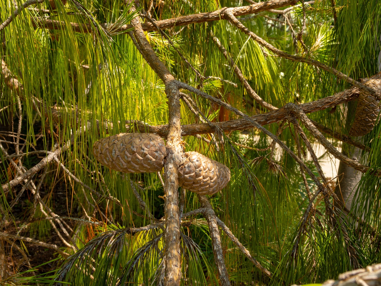 Pinus patula _2025-05-13_1-2