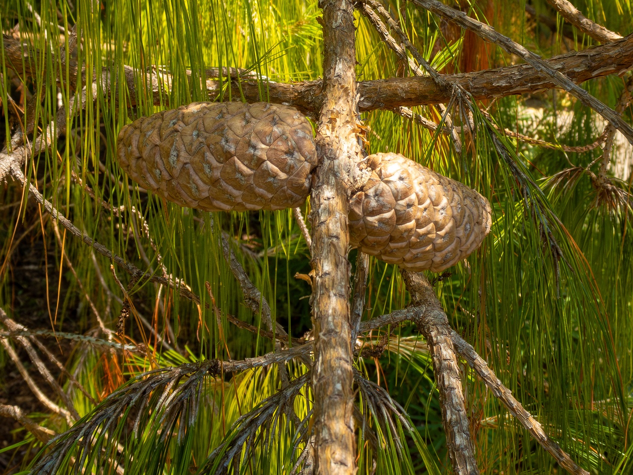 Pinus patula _2025-05-13_1-3