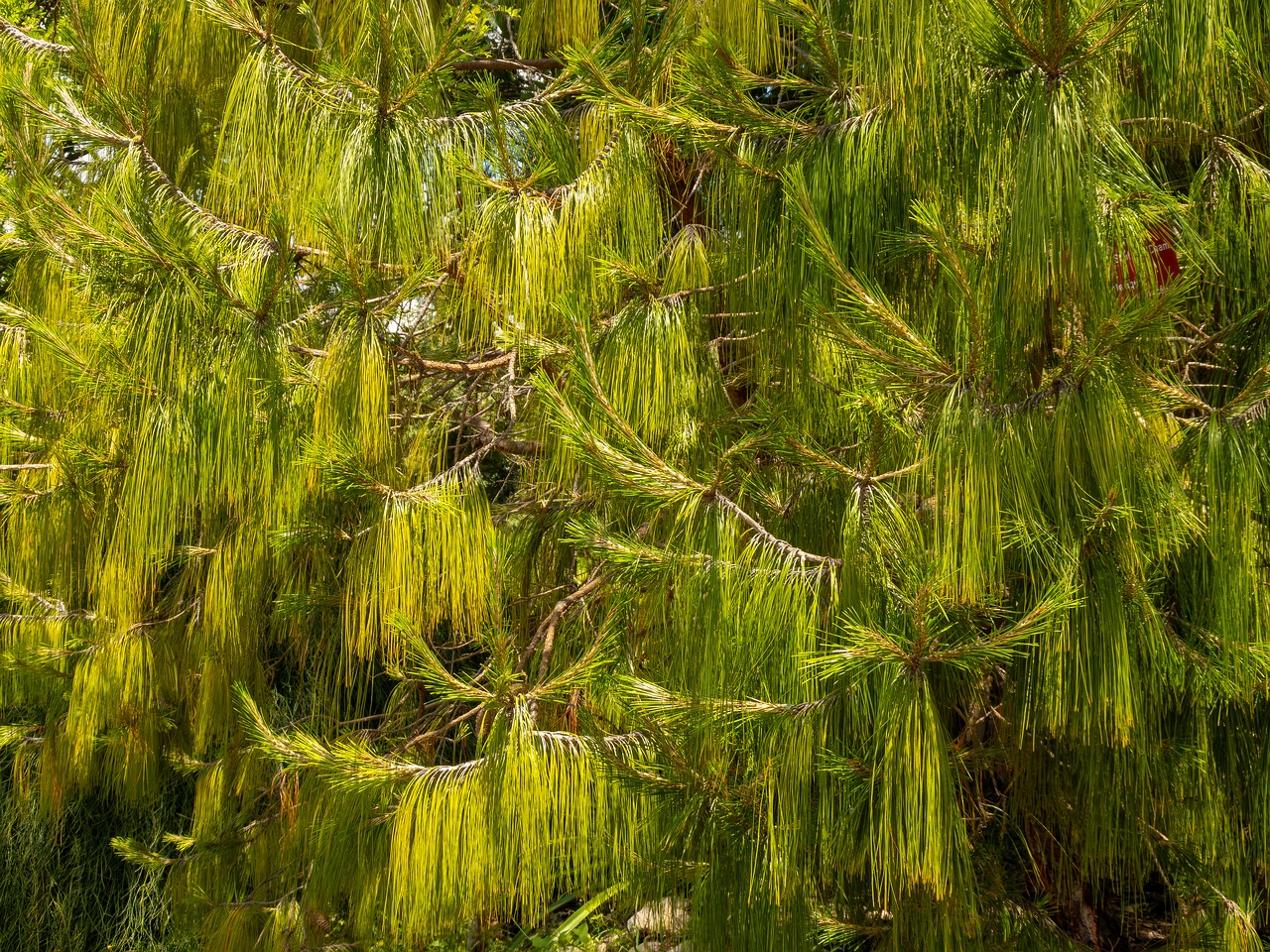 Pinus patula _2025-05-13_1-5