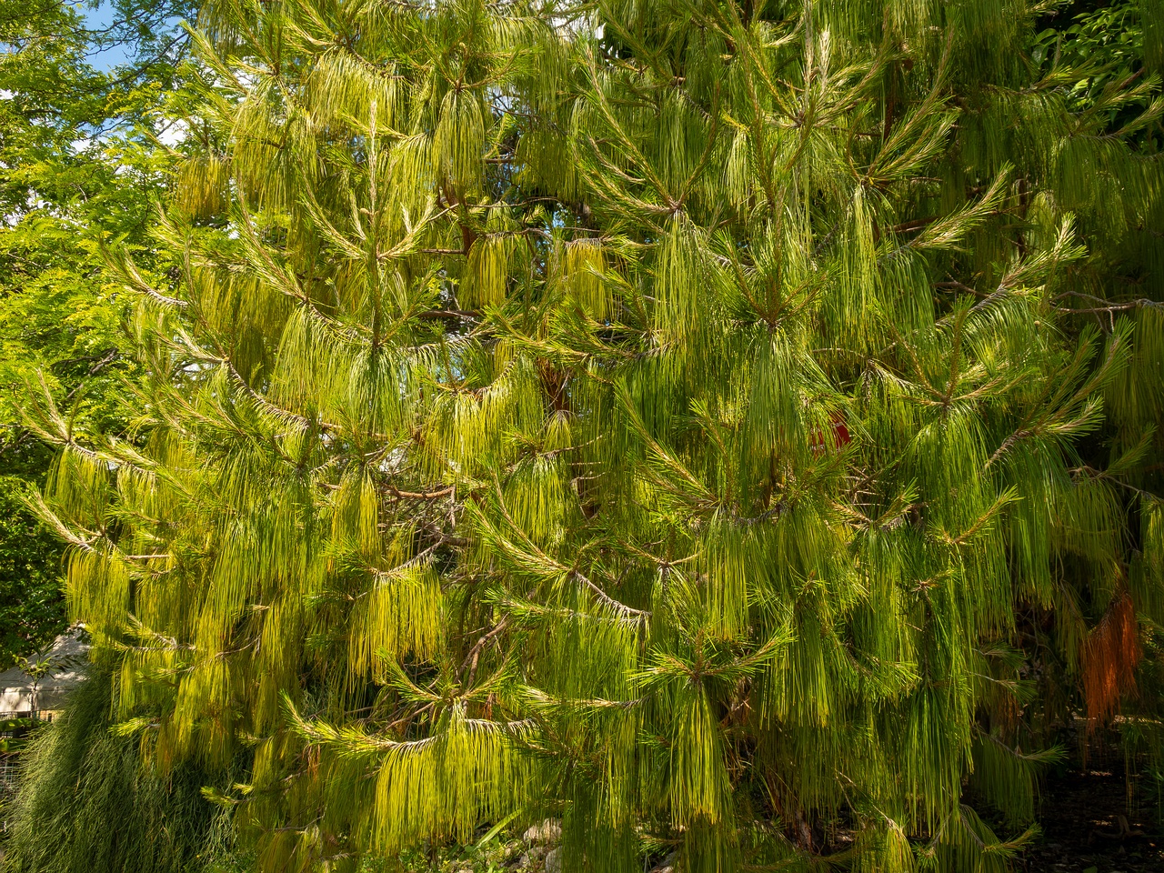 Pinus patula _2025-05-13_1-6