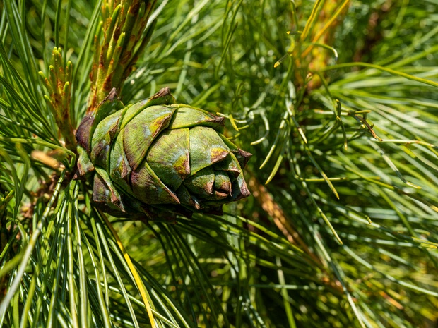 Сосна стланиковая - Pinus pumila