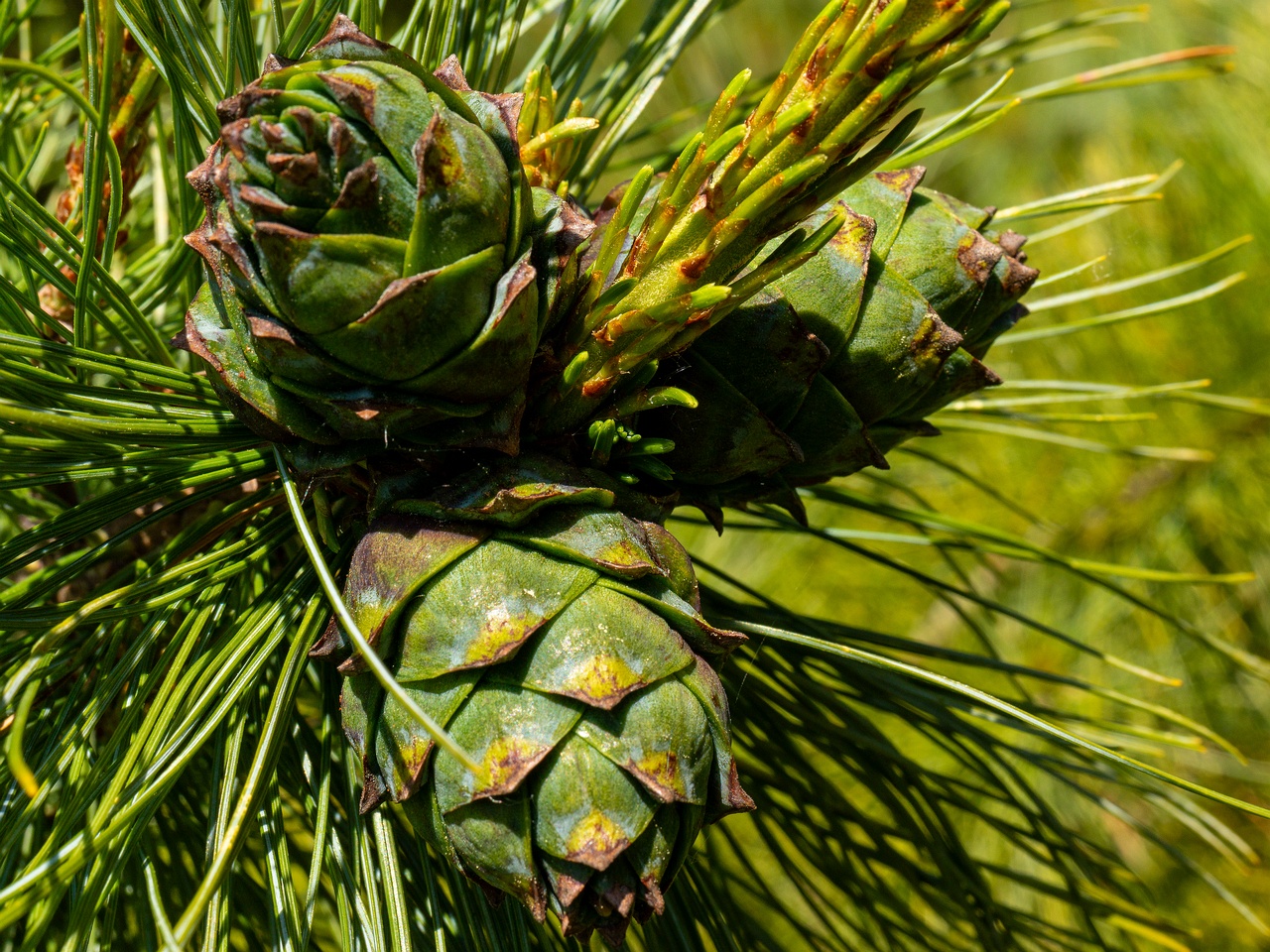 Pinus pumila _2025-06-01_1-1