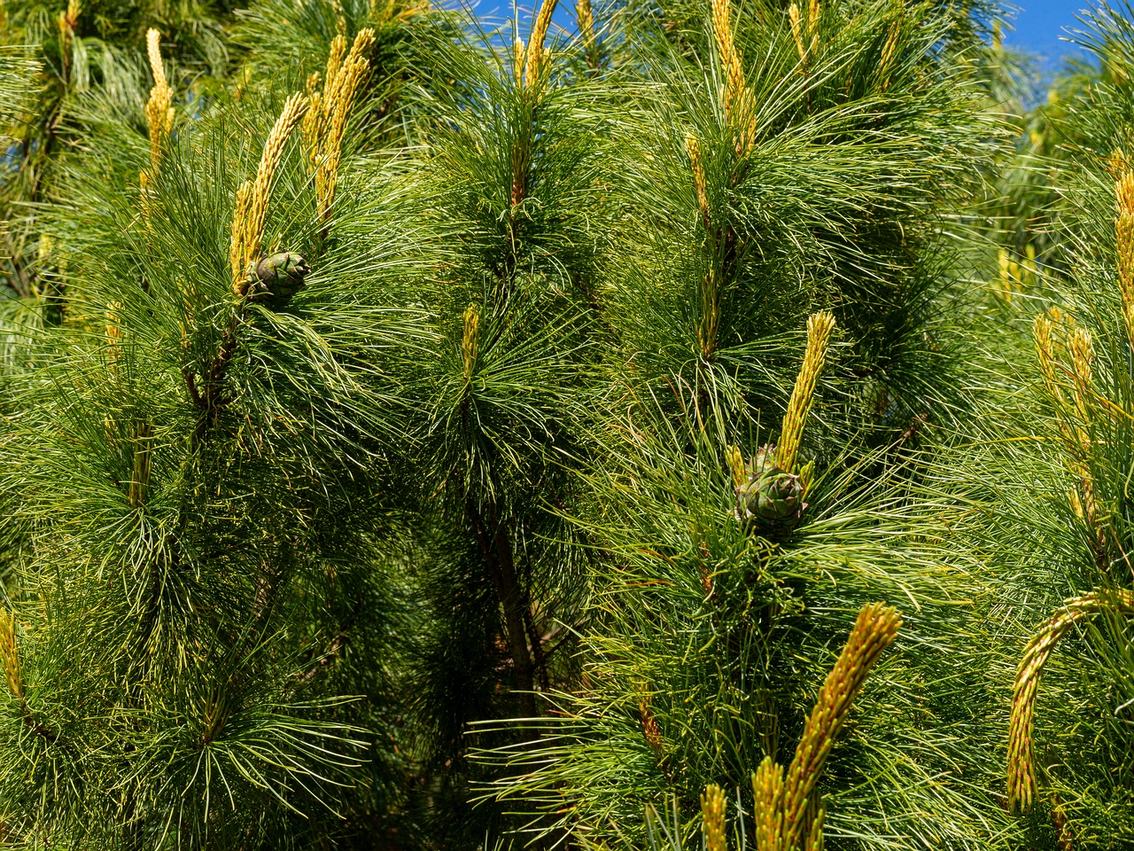Pinus pumila _2025-06-01_1-10