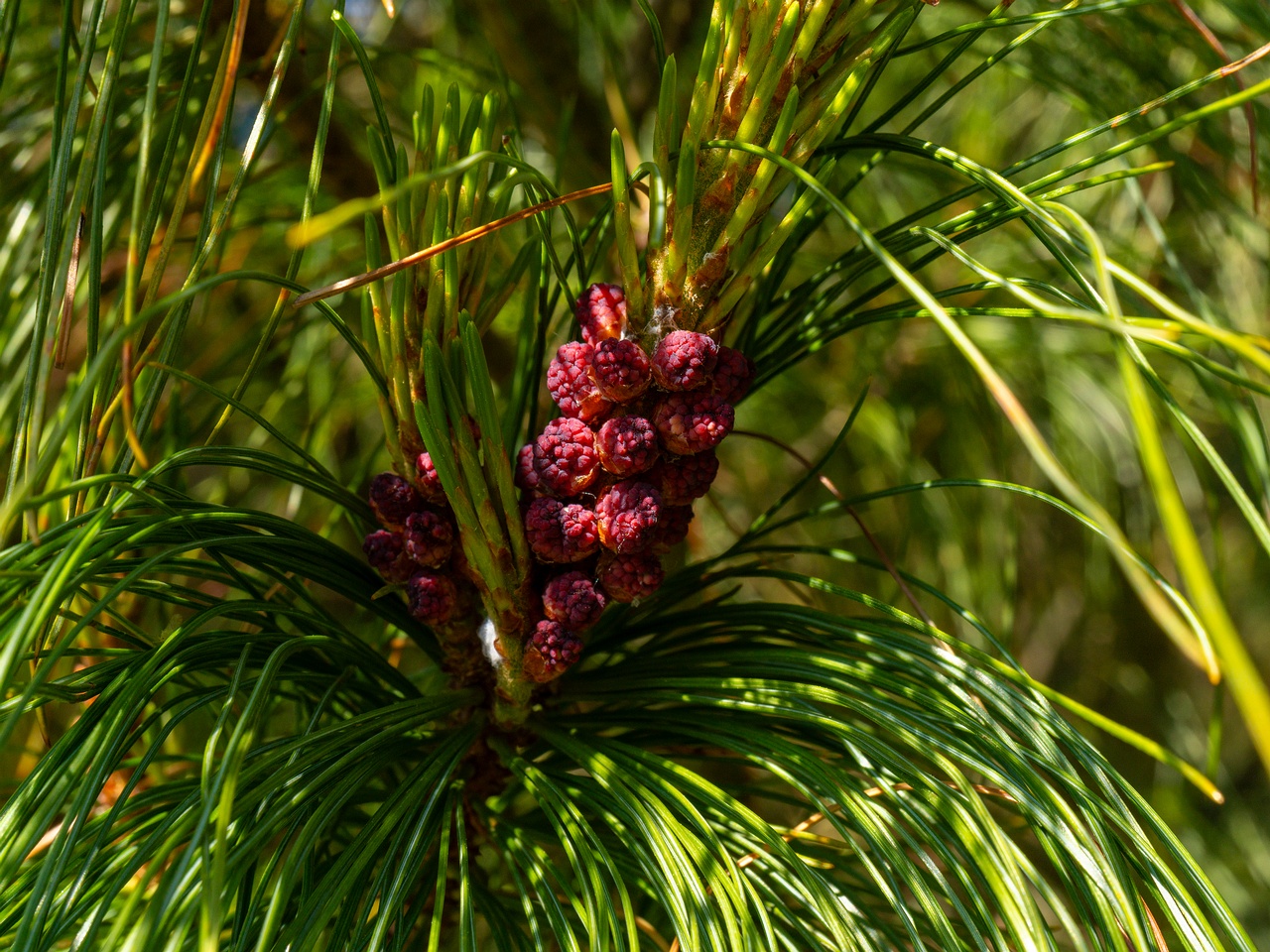 Pinus pumila _2025-06-01_1-11