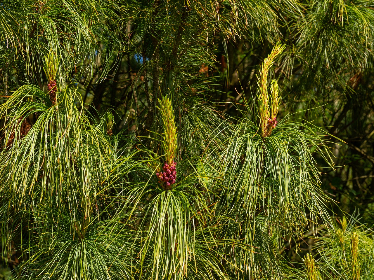 Pinus pumila _2025-06-01_1-12