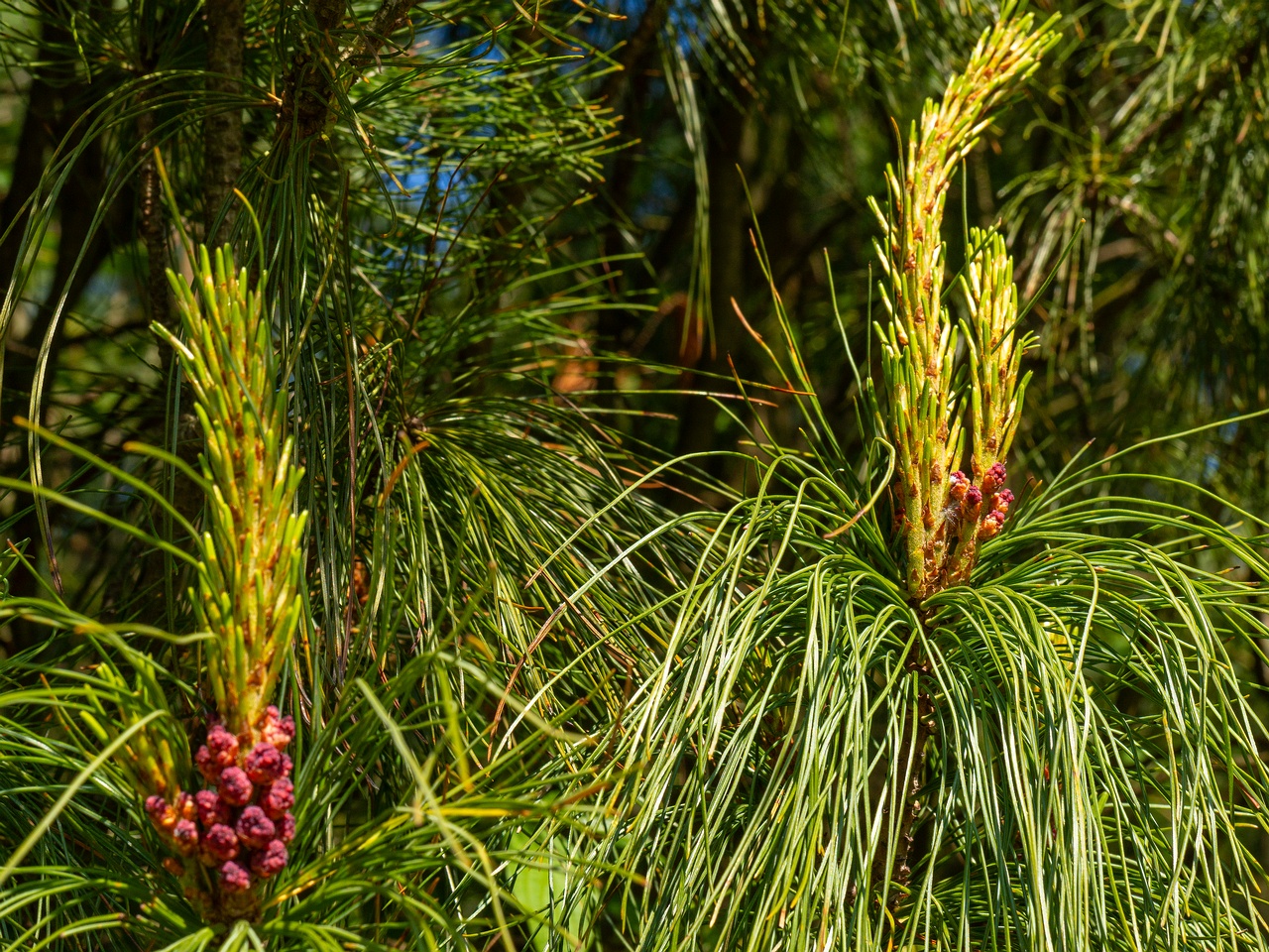 Pinus pumila _2025-06-01_1-13