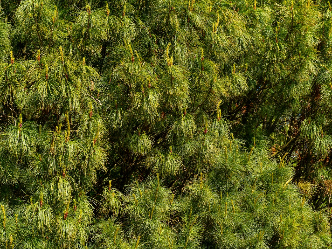 Pinus pumila _2025-06-01_1-14