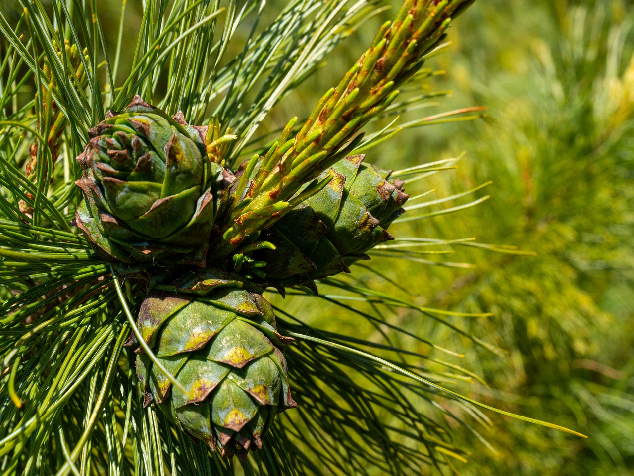 Pinus pumila _2025-06-01_1-2