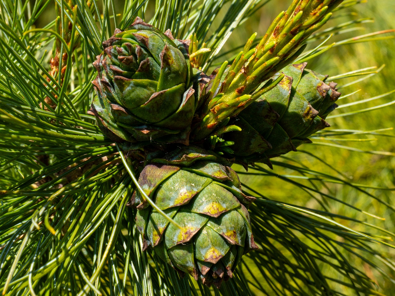 Pinus pumila _2025-06-01_1-3