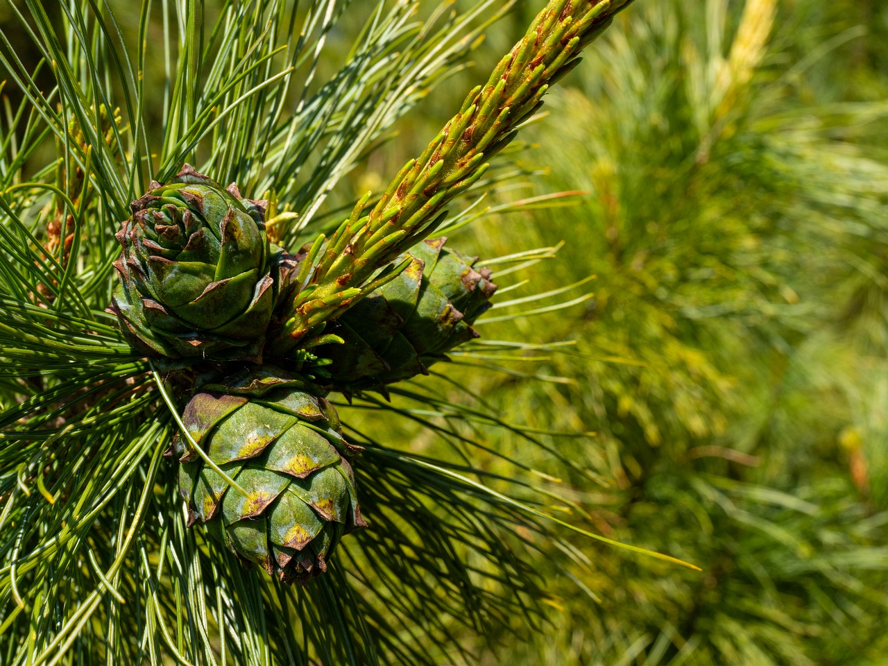 Pinus pumila _2025-06-01_1-4