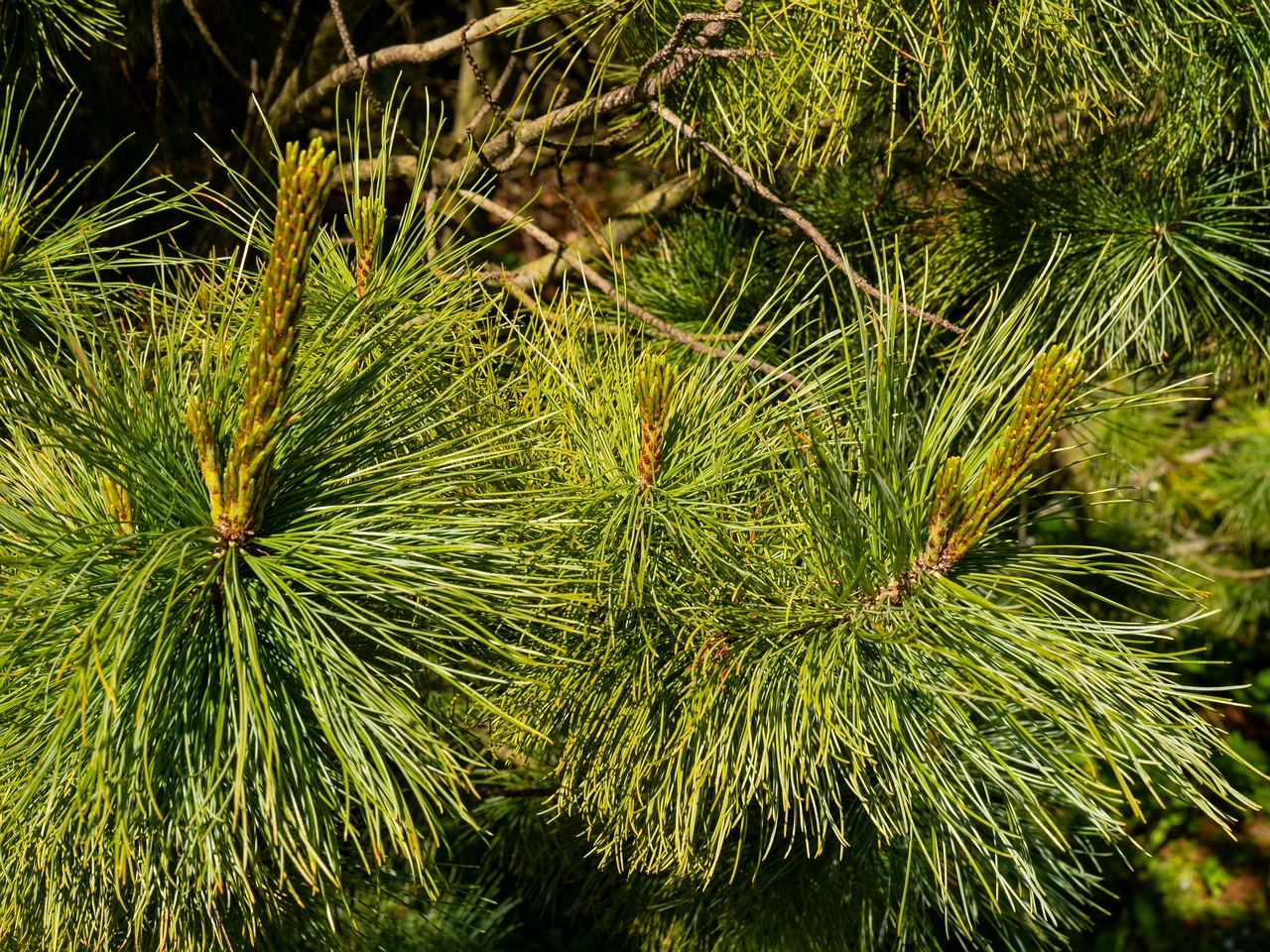 Pinus pumila _2025-06-01_1-5