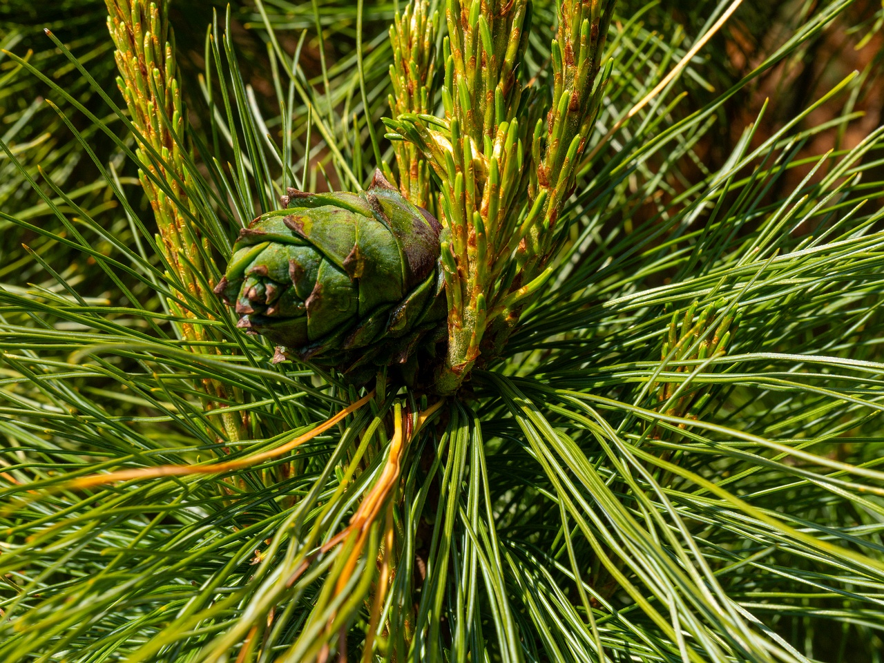 Pinus pumila _2025-06-01_1-6