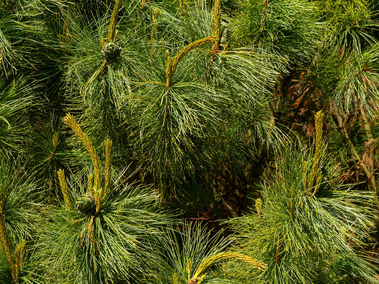 Pinus pumila _2025-06-01_1-7