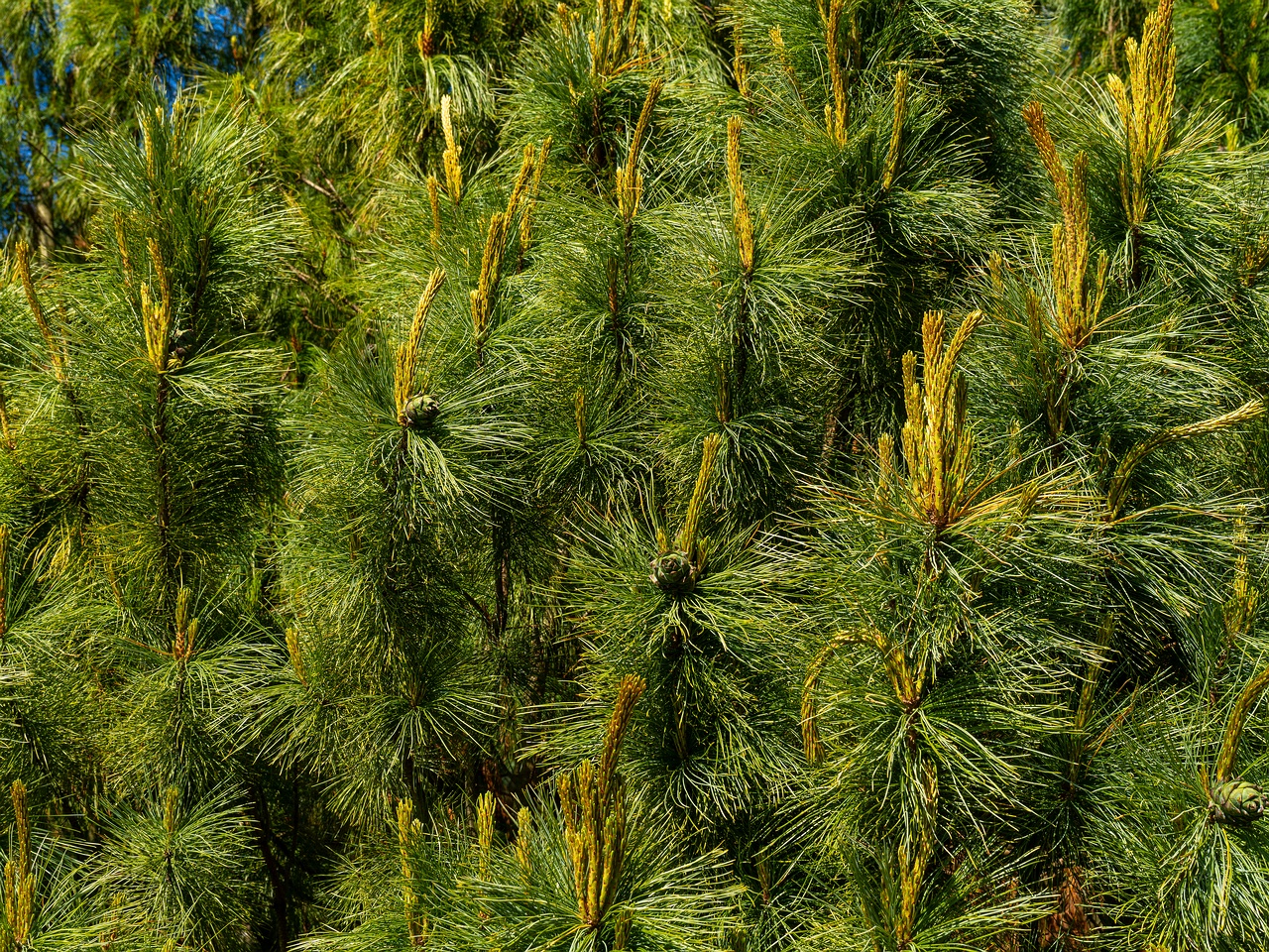 Pinus pumila _2025-06-01_1-9