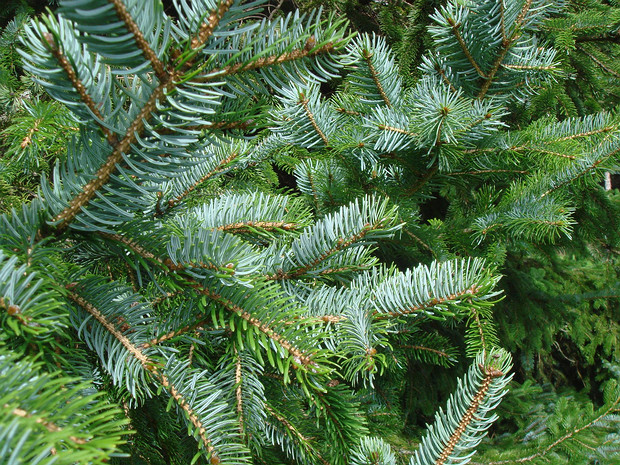 Ель аянская - Picea jezoensis