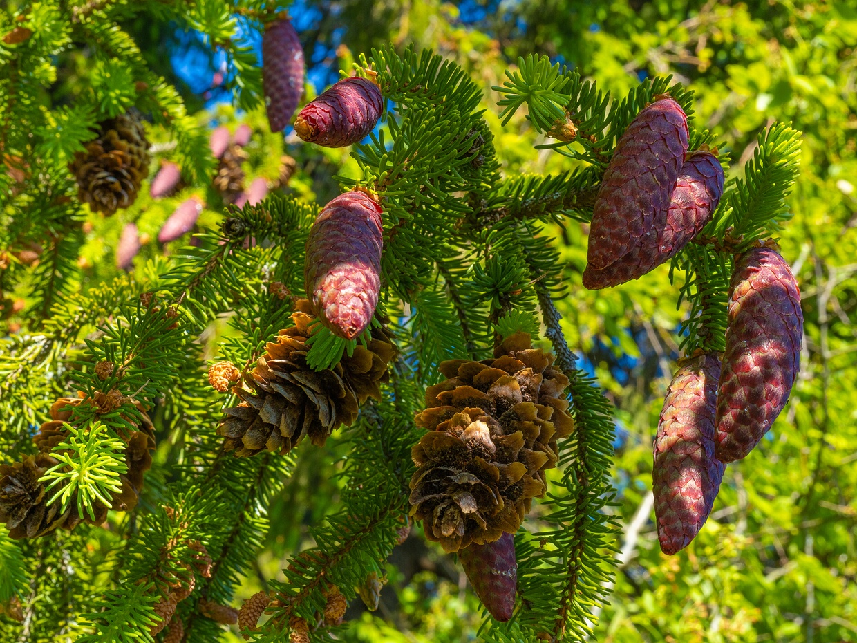 Ель обыкновенная - Picea abies