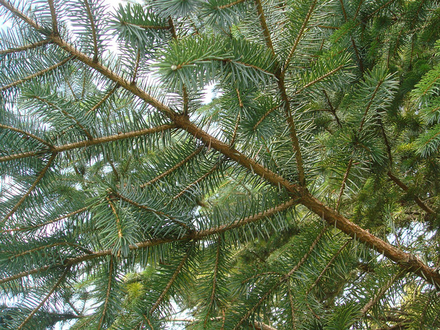 Ель ситхинская - Picea sitchensis