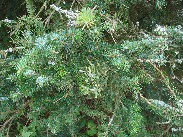 Ель x Троемнера - Picea x troemner