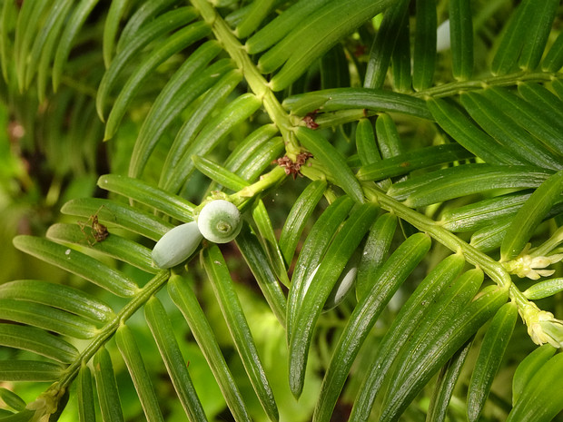 Головчатотисовые - Cephalotaxaceae Cephalotaxaceae is a small grouping of conifers, with three genera and about 20 species, closely allied to the Taxaceae,...