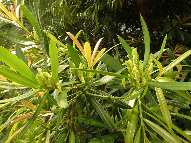 Подокарповые - Podocarpaceae Podocarpaceae is a large family of mainly Southern Hemisphere conifers, comprising about 156 species of evergreen trees...