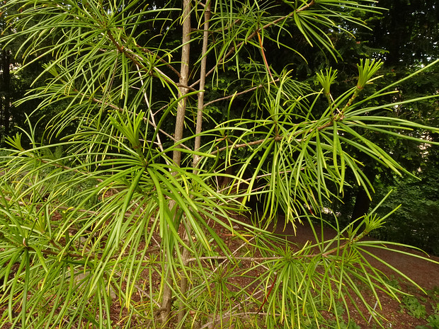 Сциадопитисовые - Sciadopityaceae Sciadopitys verticillata, koyamaki, or Japanese umbrella-pine, is a unique conifer endemic to Japan. It is the sole...