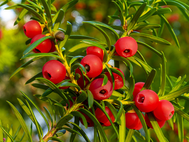 Тисовые - Taxaceae Taxaceae, commonly called the yew family, is a coniferous family which includes seven genera and about 30 species of...