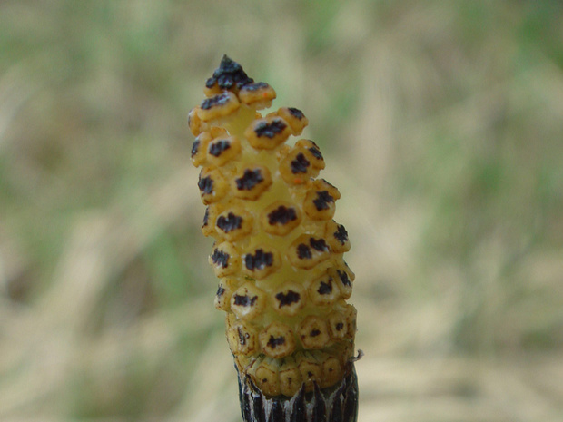 Хвощ зимующий - Equisetum hyemale