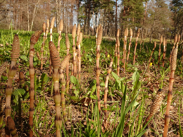 Хвощ большой - Equisetum telmateia