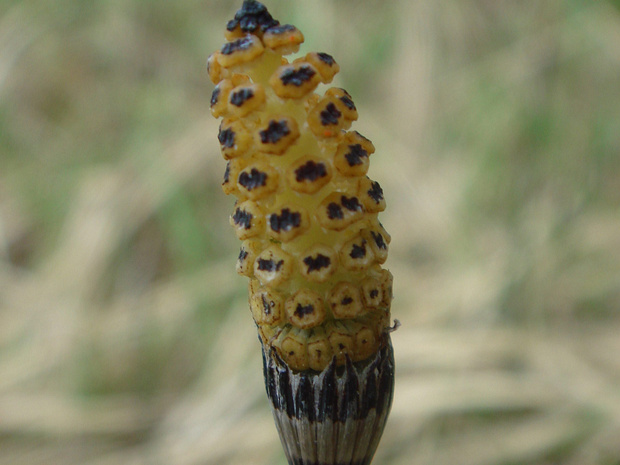 Хвощ зимующий - Equisetum hyemale