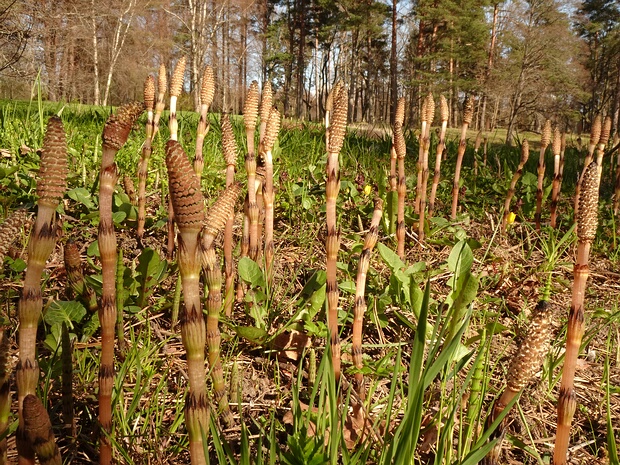 Хвощёвые - Equisetaceae Equisetaceae, sometimes called the horsetail family, is the only extant family of the order Equisetales, with one...