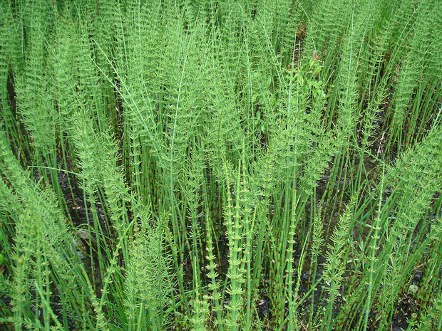 Хвощёвые - Equisetaceae Equisetaceae, sometimes called the horsetail family, is the only extant family of the order Equisetales, with one...